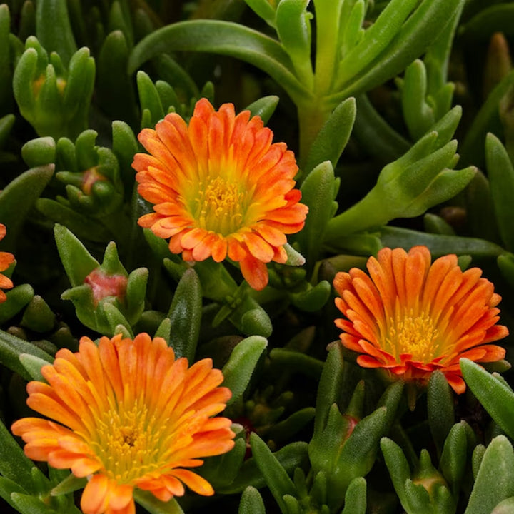 Delosperma Flower Seeds Orange – Heirloom Non-GMO High Germination Seeds