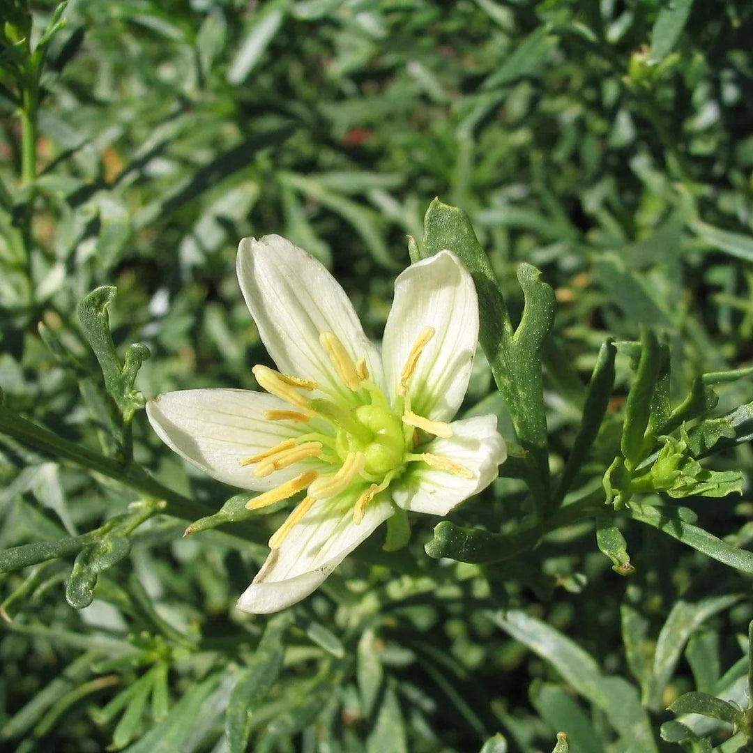 Harmal Harmala herb seeds