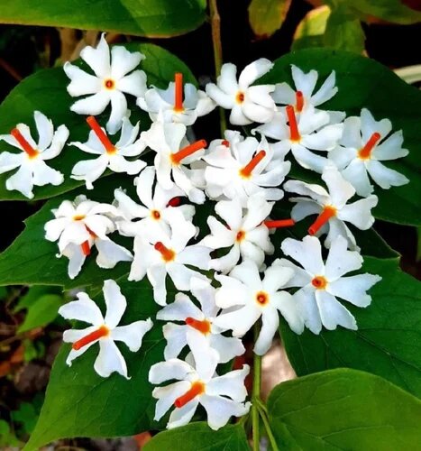 White Harsingar Flower Seeds – Heirloom, Non-GMO, High Germination Seeds