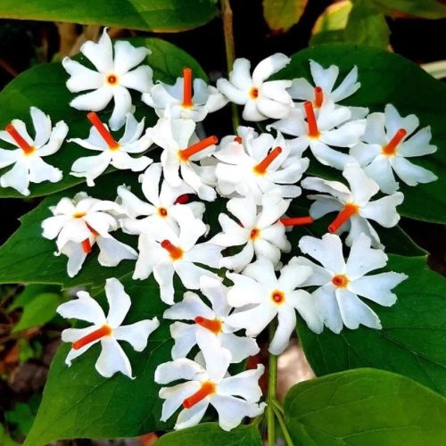 harsringar parijat flower seeds