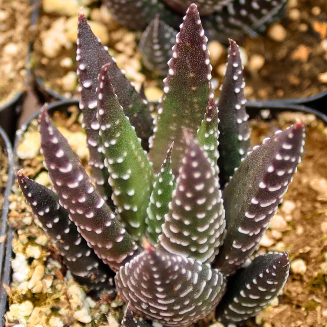 Brown Haworthia herb seeds