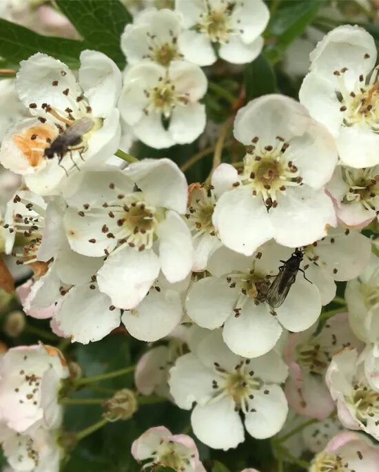 White Hawthorn Flower Seeds – Heirloom, Non-GMO, High Germination Seeds