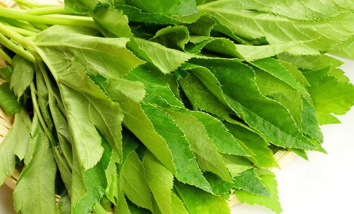 Ashitaba Seeds for Planting – Heirloom Non-GMO Garden Seeds Online