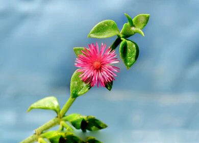 Aptenia Flower Seeds Perennial for Planting – Heirloom Non-GMO High Germination Organic Seeds