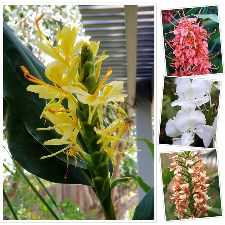 Mixed Hedychium Flower Seeds – Heirloom, Non-GMO, High Germination Seeds