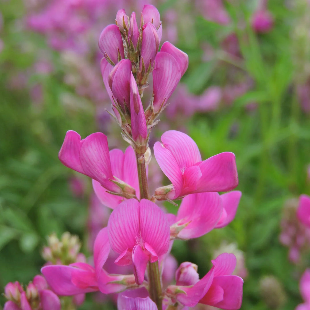 Utah Sweetvetch herb seeds
