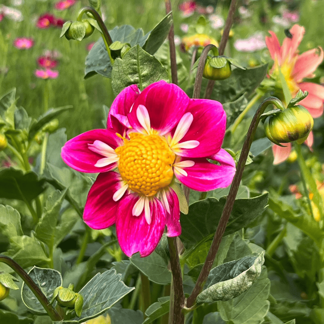 heirloom harlequin flower seeds