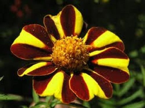 heirloom harlequin flower seeds