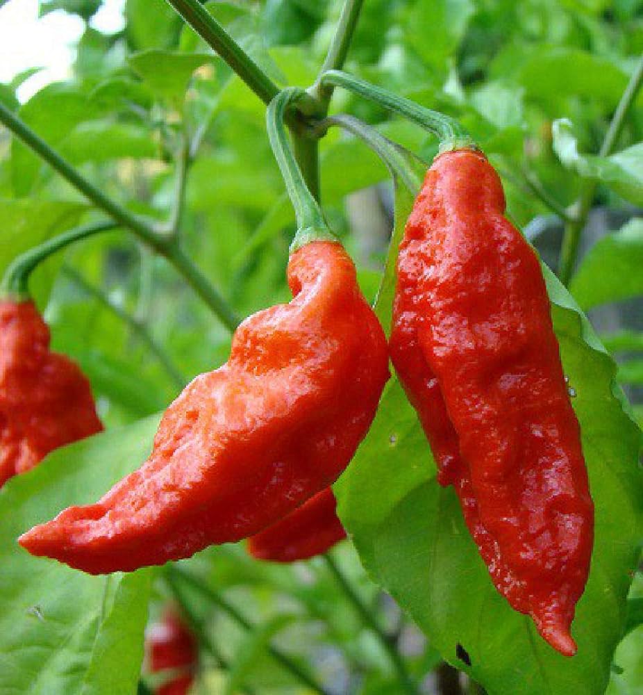 red heirloom flower seeds