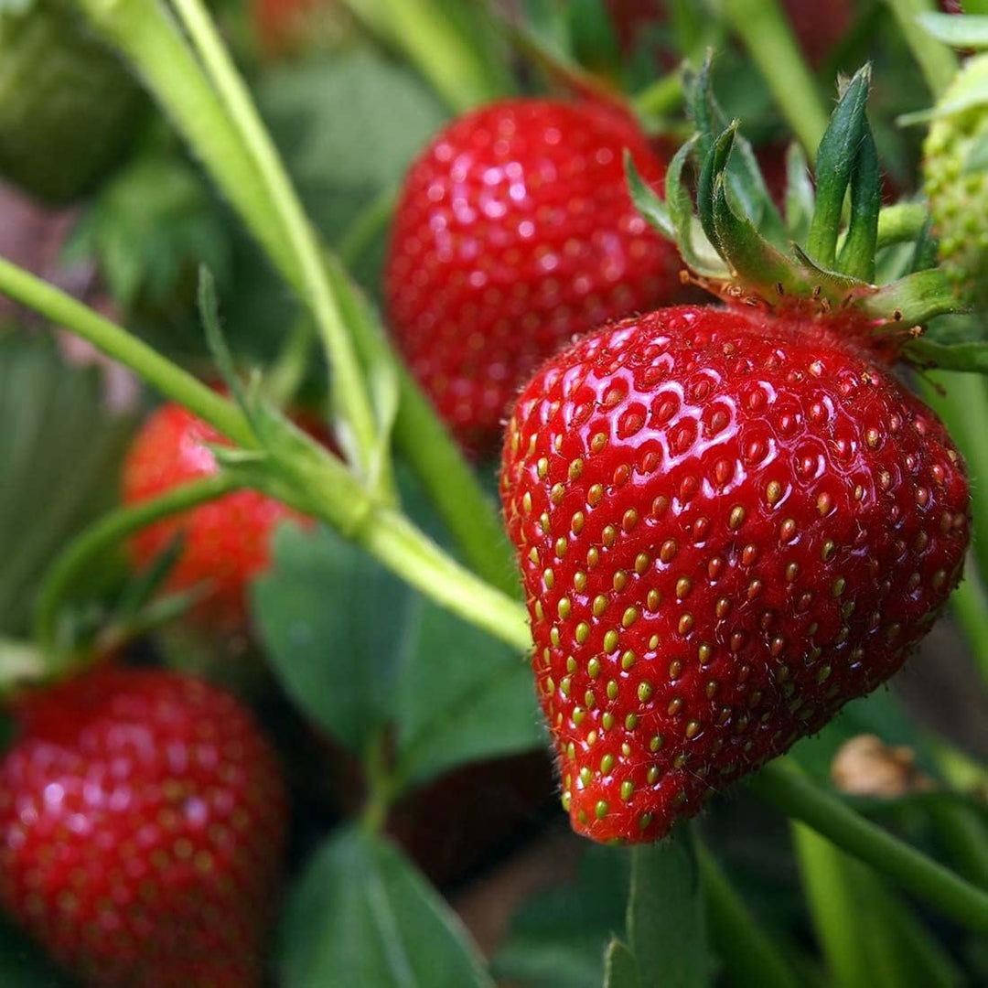 giant strawberry flower seeds