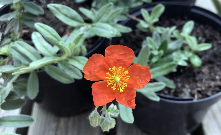 Orange Helianthemum Flower Seeds – Heirloom, Non-GMO, High Germination Seeds