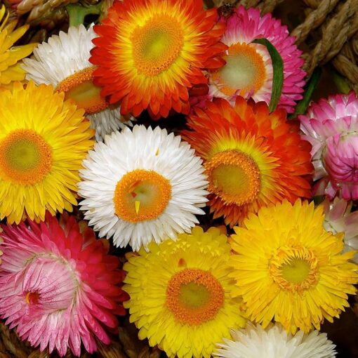 helichrysum paper flower seeds