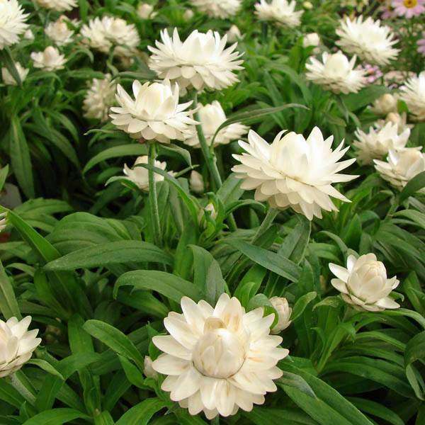 Helichrysum Flower Seeds White – Heirloom Non-GMO High Germination Seeds