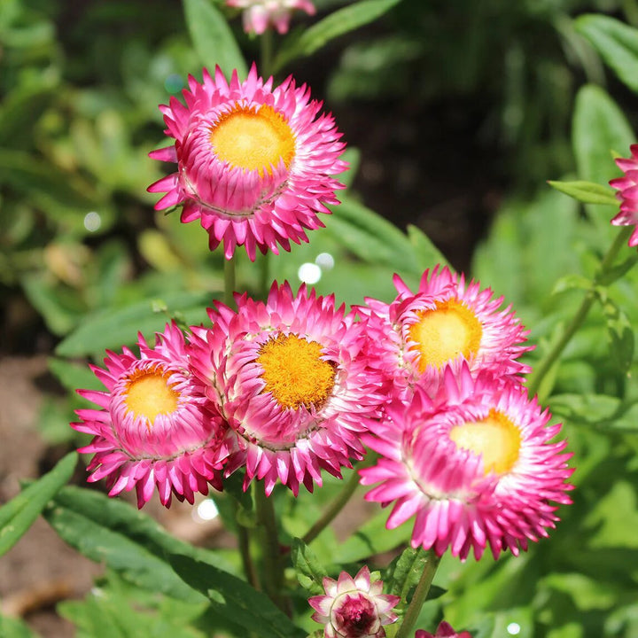Pink Helichrysum Flower Seeds – Heirloom, Non-GMO, High Germination Seeds