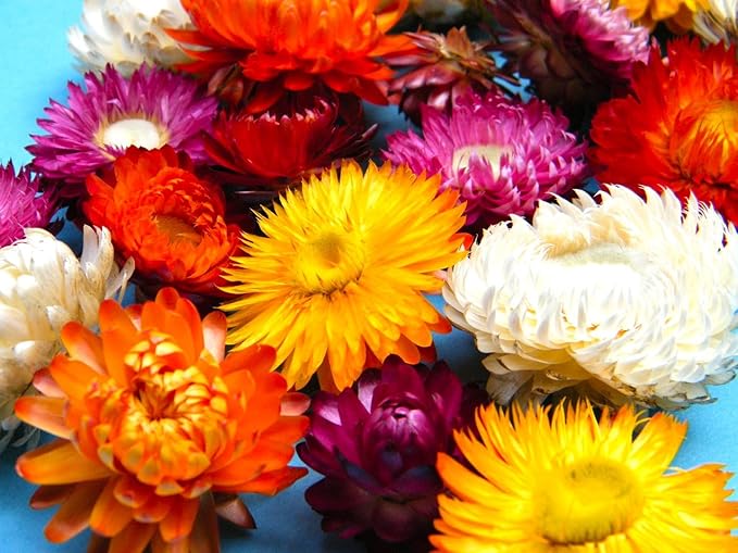 helichrysum strawflower flower seeds