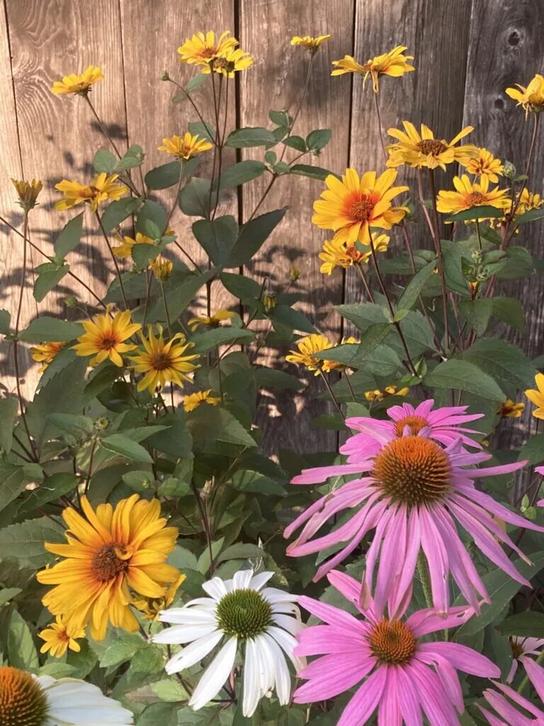 Heliopsis Flower Seeds Mixed – Heirloom, Non-GMO, High Germination Seeds