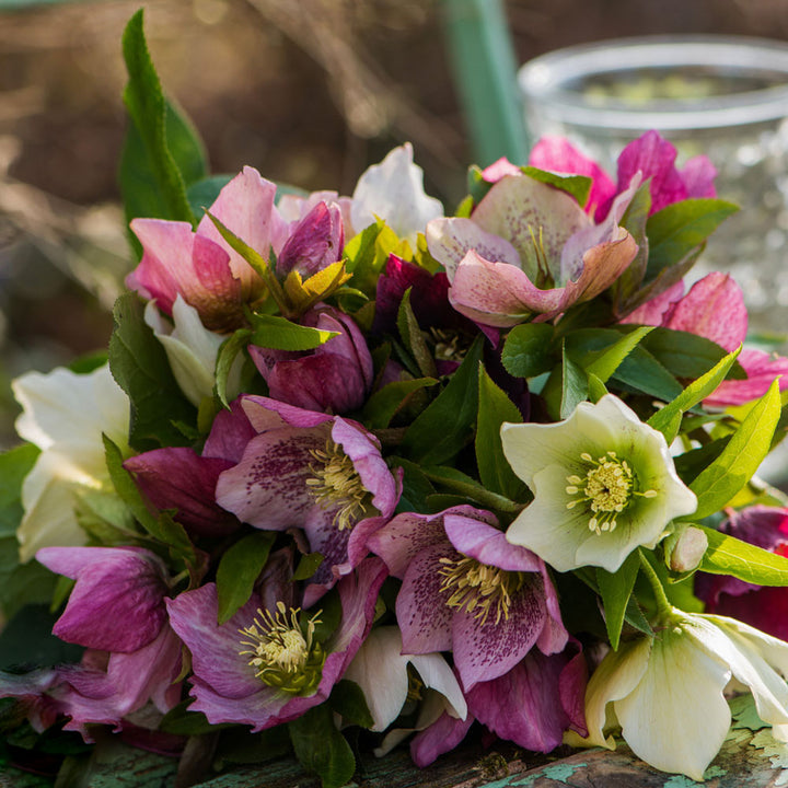 Helleborus Flower Seeds Mixed – Heirloom, Non-GMO, High Germination Seeds