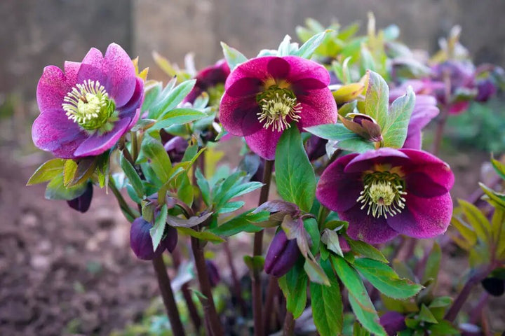 Hellebore Flower Seeds Maroon – Heirloom, Non-GMO, High Germination, Organic Seeds