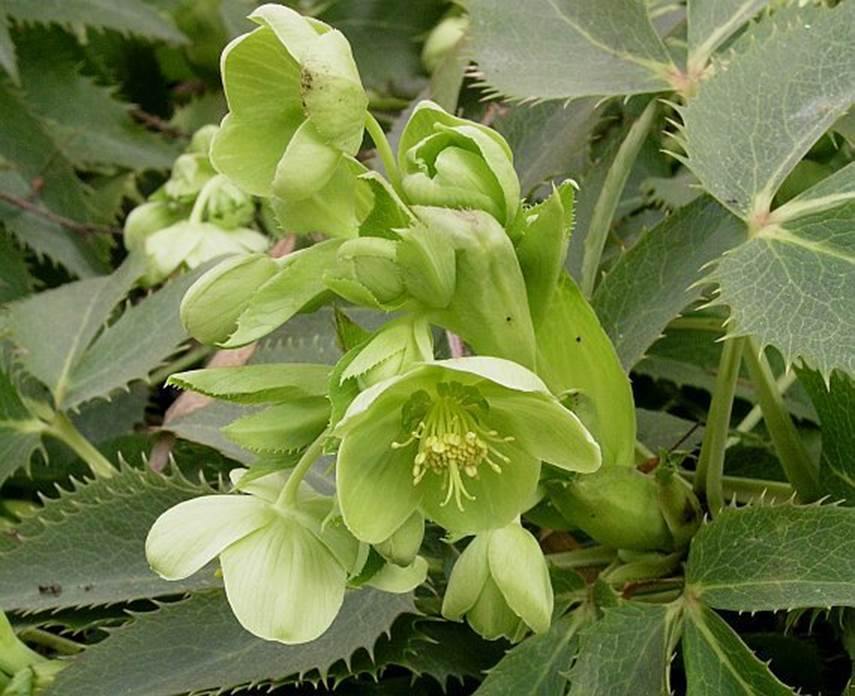 Green Argutifolius Flower Seeds – Heirloom, Non-GMO, High Germination Seeds