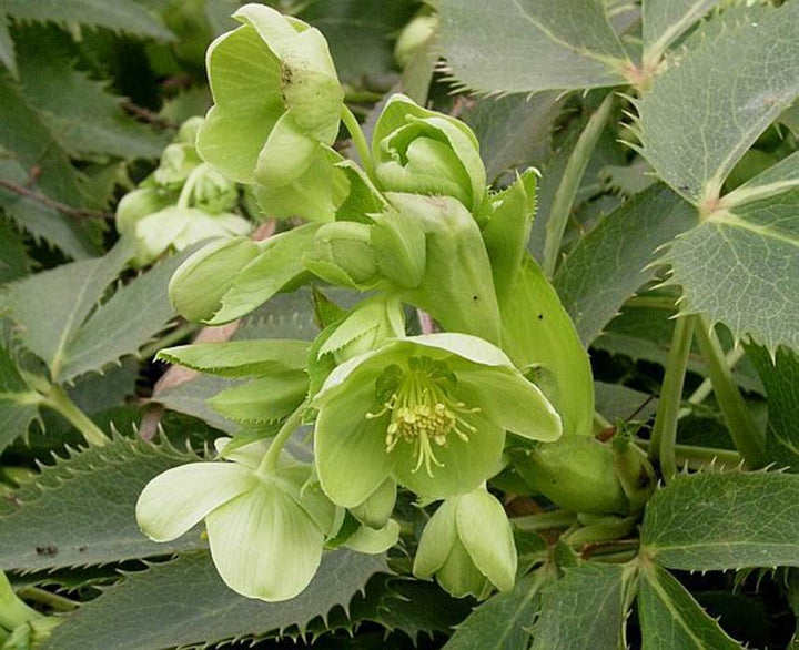 Green Argutifolius Flower Seeds – Heirloom, Non-GMO, High Germination Seeds