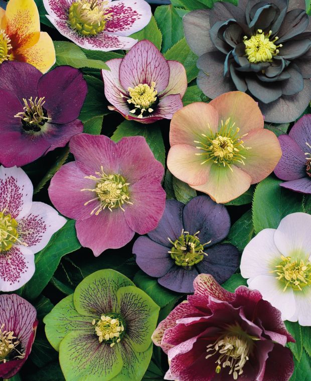 Helleborus Flower Seeds Mixed – Heirloom, Non-GMO, High Germination Seeds