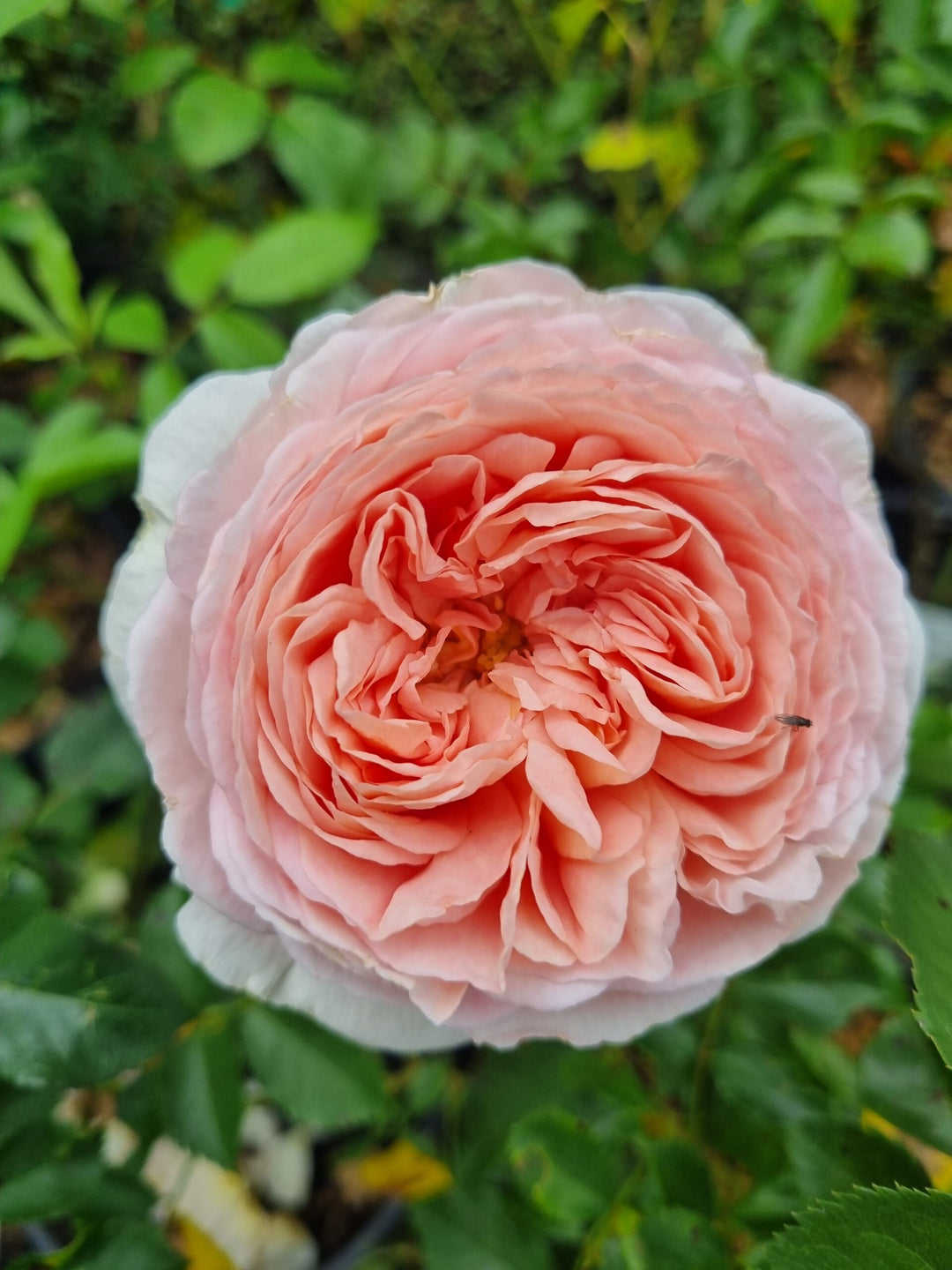 Austin Rose Flower Seeds for Planting – Heirloom Non-GMO High Germination Organic Garden Seeds
