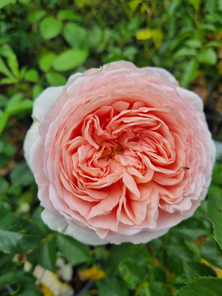 Austin Rose Flower Seeds for Planting – Heirloom Non-GMO High Germination Organic Garden Seeds