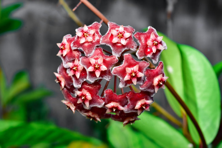 Semillas de flor gigante Hoya Carnosa Roja – Semillas reliquia no transgénicas de alta germinación