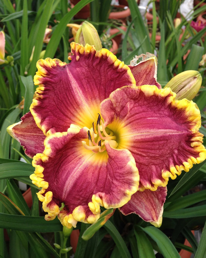 Maroon Yellow Hemerocallis Flower Seeds – Heirloom, Non-GMO, High Germination Seeds