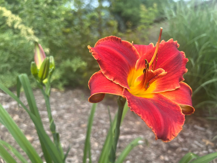 Hemerocallis Flower Seeds Red – Heirloom, Non-GMO, High Germination Seeds