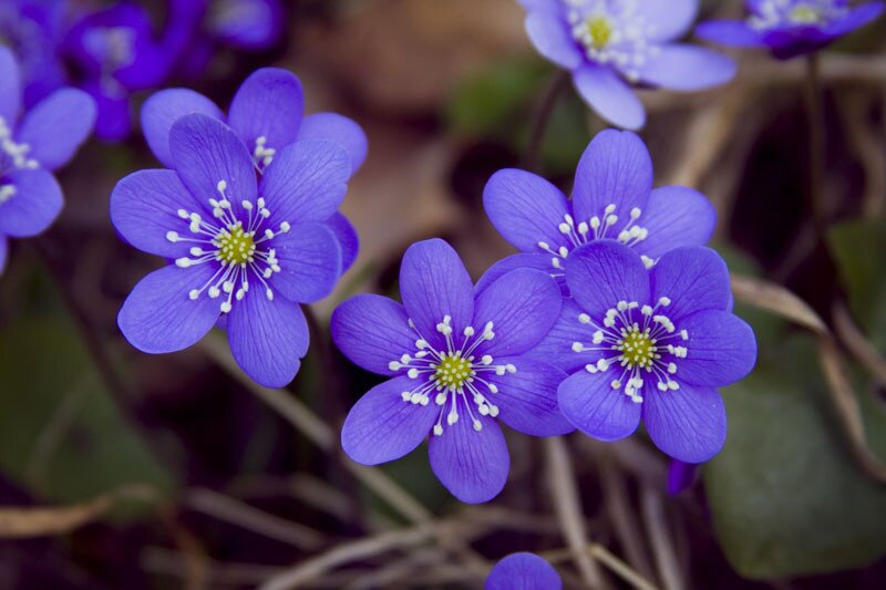Hepatica Nobilis Flower Seeds – Heirloom, Non-GMO, High Germination Seeds