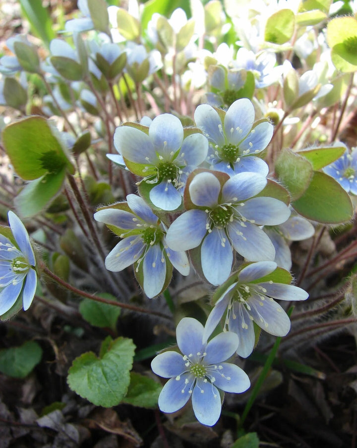 Hepatica Flower Seeds Perennial – Heirloom, Non-GMO, High Germination Seeds