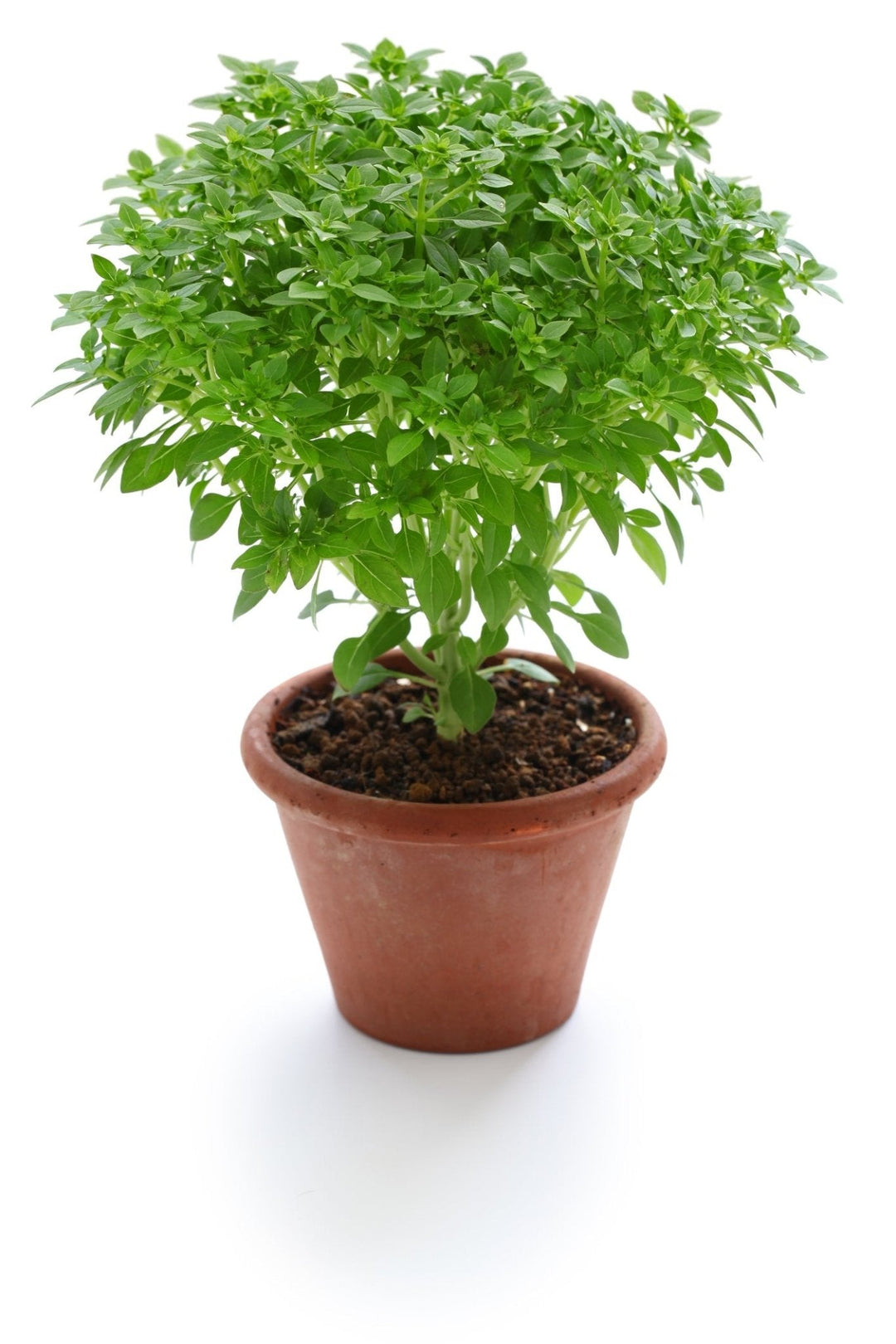 Herb Thymus herb seeds