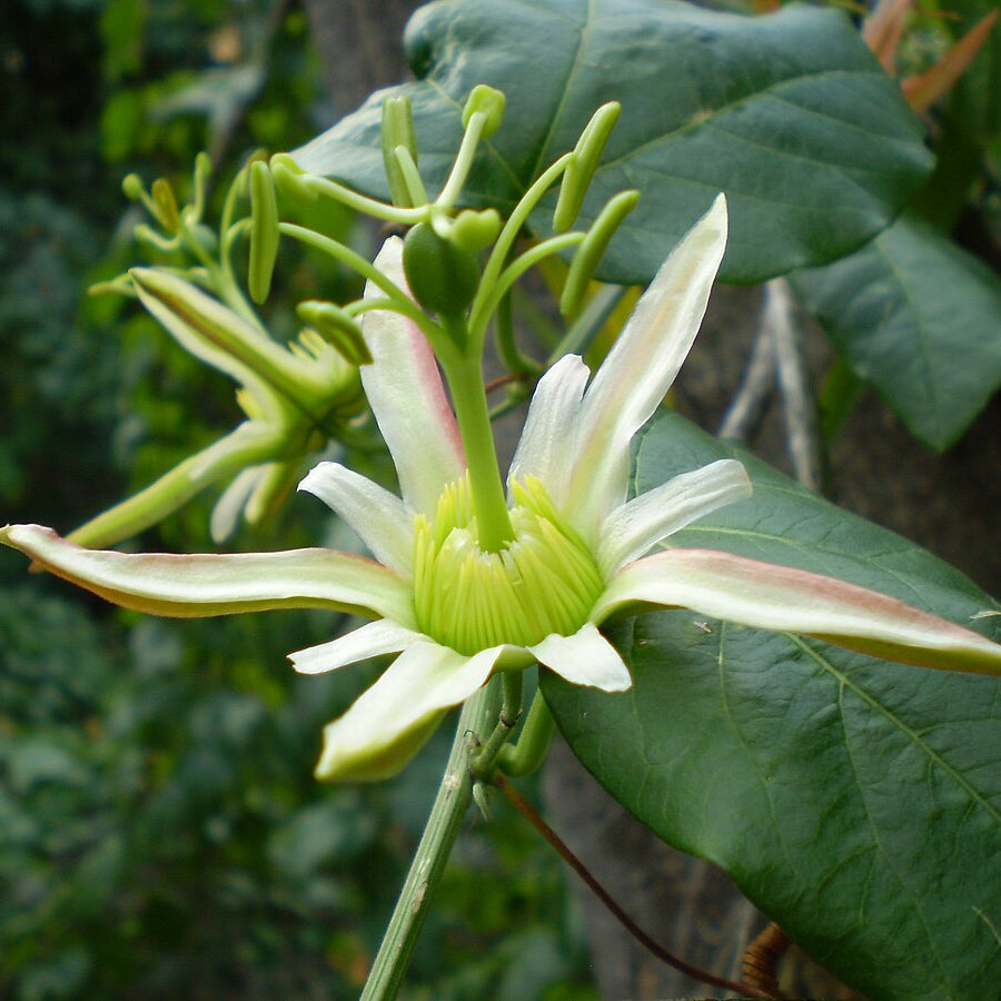 Herbertian For herb seeds