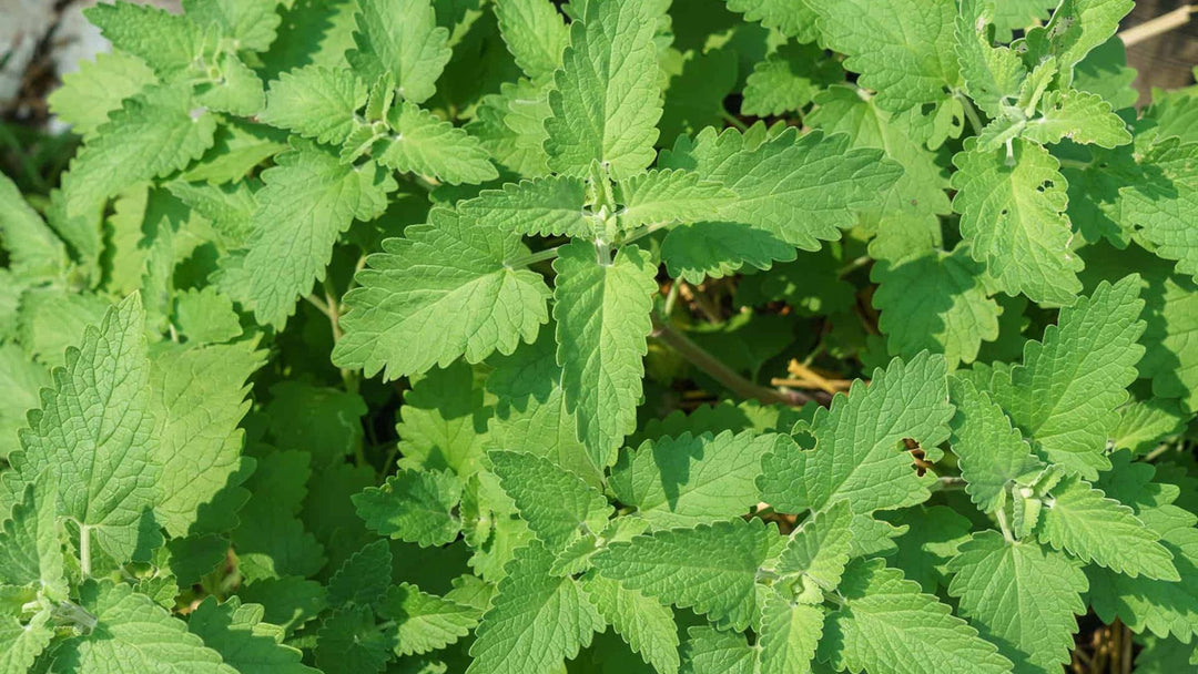 Green Catnip herb seeds