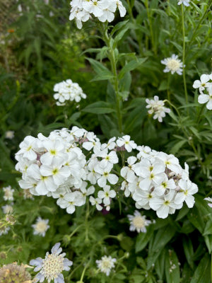 Semillas de Flores Hesperis Matronalis Blancas – Herencia, No OGM, Semillas de Alta Germinación