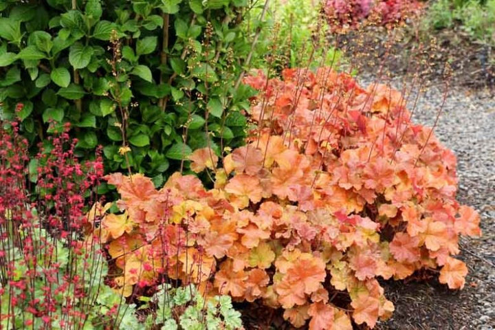 Orange Heuchera Plant Seeds – Heirloom, Non-GMO, High Germination Seeds