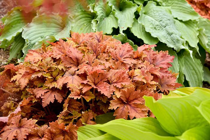 Orange Heuchera Plant Seeds – Heirloom, Non-GMO, High Germination Seeds