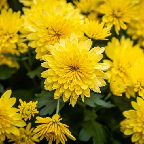Giant Chrysanthemum Flower Seeds Yellow – Heirloom, Non-GMO, High Germination Seeds