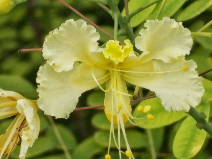 Caesalpinia Flower Seeds White – Heirloom, Non-GMO, High Germination Seeds for Planting, Organic Garden Seeds