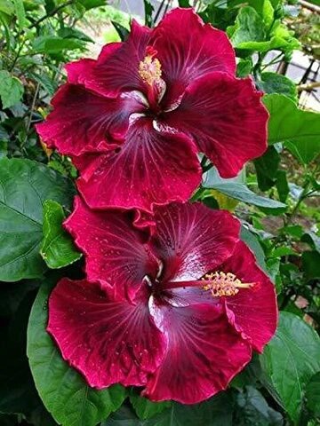 Maroon Hibiscus Sabdariffa Flower Seeds – Heirloom, Non-GMO, High Germination Seeds