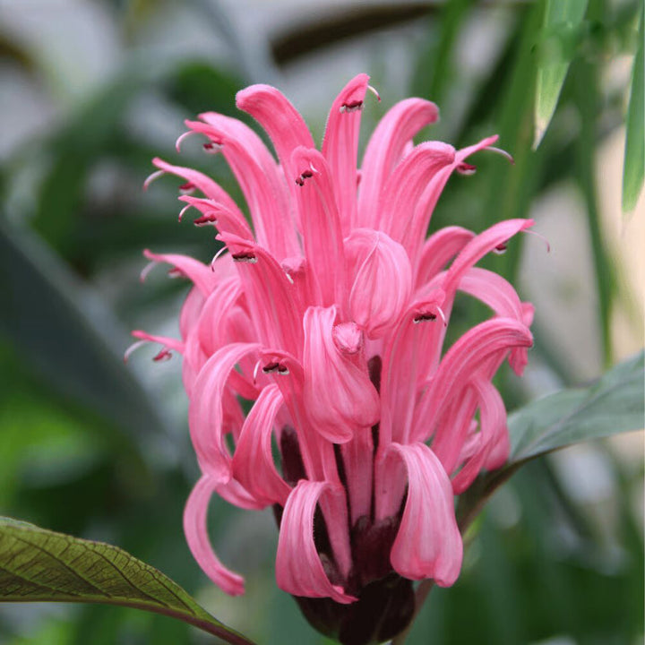 Justicia Flower Seeds – Heirloom, Non-GMO, High Germination Seeds