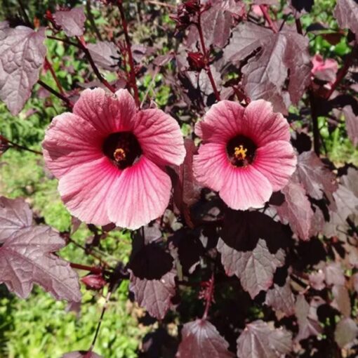 hibiscuscranberryroseopenpollinatedheirloomnongmohighgerminationorganicgarden flower seeds