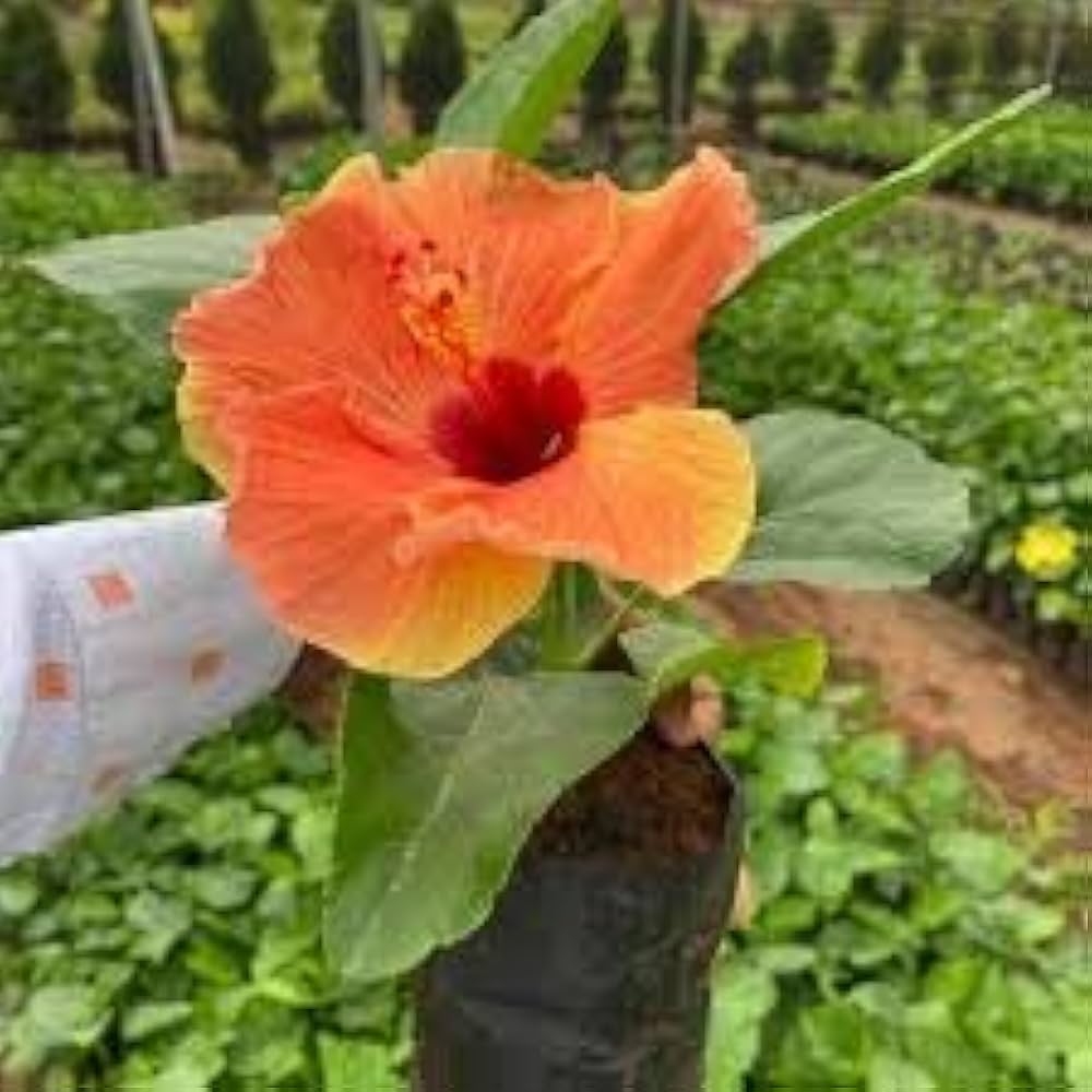 orange red flower seeds