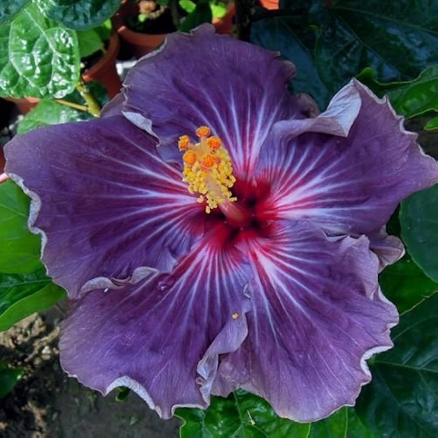 white pink flower seeds