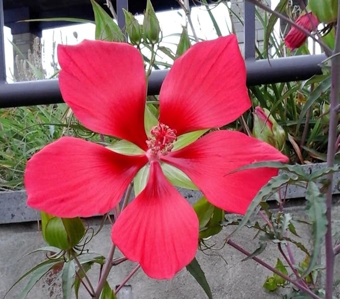 red hibiscus flower seeds