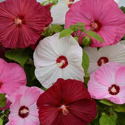 hibiscus luna flower seeds