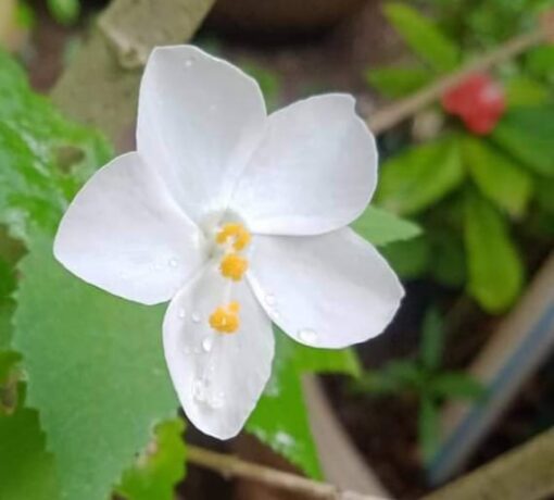 hibiscusminiwhiteheirloomnongmohighgerminationorganicgarden flower seeds