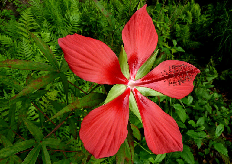 Red Hibiscus Coccineus Flowers Seeds – Heirloom, Non-GMO, High Germination Seeds