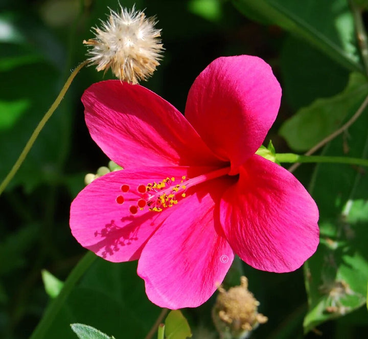 Hibiscus Flower Seeds Pink Seeds – Heirloom, Non-GMO, High Germination Seeds